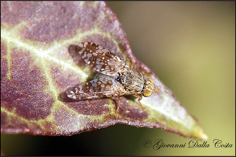 Tephritis sp.